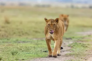 Lionne: Afrique, Afrique de l'Est, Kenya, Reserve nationale du Masai