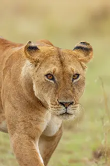Lionne: Afrique, Afrique de l'Est, Kenya, Reserve nationale du Masai