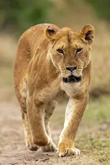Lionne: Afrique, Afrique de l'Est, Kenya, Reserve nationale du Masai