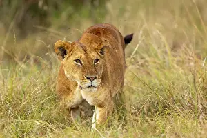 Seule: Afrique, Afrique de l'Est, Kenya, Reserve nationale du Masai