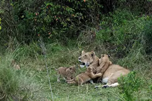 Petits: Afrique, Afrique de l'Est, Kenya, Reserve nationale du Masai