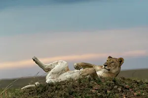 Lionne: Afrique, Afrique de l'Est, Kenya, Reserve nationale du Masai