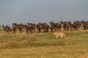 Bleu: Afrique, Afrique de l'Est, Kenya, Reserve nationale du Masai