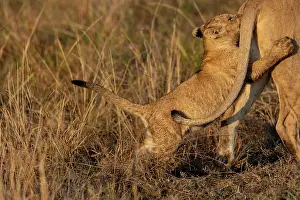 Petits: Afrique, Afrique de l'Est, Kenya, Reserve nationale du Masai