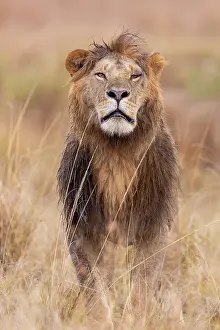 Individu: Afrique, Afrique de l'Est, Kenya, Reserve nationale du Masai