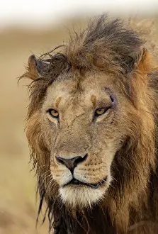 Individu: Afrique, Afrique de l'Est, Kenya, Reserve nationale du Masai