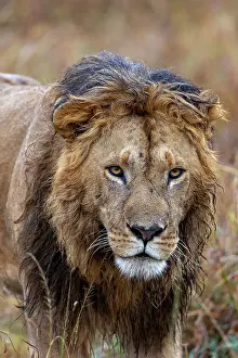 Individu: Afrique, Afrique de l'Est, Kenya, Reserve nationale du Masai