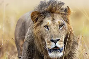 Individu: Afrique, Afrique de l'Est, Kenya, Reserve nationale du Masai