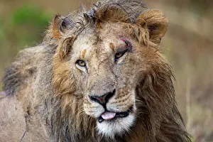 Individu: Afrique, Afrique de l'Est, Kenya, Reserve nationale du Masai