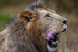 Baillement: Afrique, Afrique de l'Est, Kenya, Reserve nationale du Masai