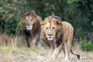 Deux: Afrique, Afrique de l'Est, Kenya, Reserve nationale du Masai