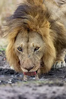 Individu: Afrique, Afrique de l'Est, Kenya, Reserve nationale du Masai