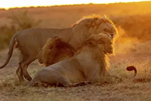 Trois: Afrique, Afrique de l'Est, Kenya, Reserve nationale du Masai