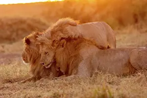 Trois: Afrique, Afrique de l'Est, Kenya, Reserve nationale du Masai