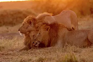Trois: Afrique, Afrique de l'Est, Kenya, Reserve nationale du Masai