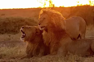 Trois: Afrique, Afrique de l'Est, Kenya, Reserve nationale du Masai