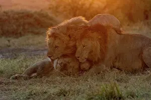 Trois: Afrique, Afrique de l'Est, Kenya, Reserve nationale du Masai