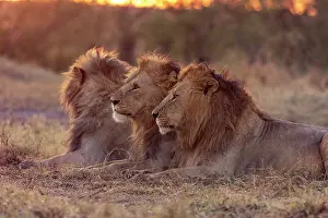 Trois: Afrique, Afrique de l'Est, Kenya, Reserve nationale du Masai