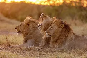 Trois: Afrique, Afrique de l'Est, Kenya, Reserve nationale du Masai
