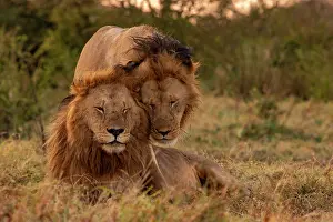 Tendresse: Afrique, Afrique de l'Est, Kenya, Reserve nationale du Masai