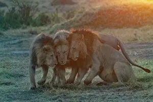 Tendresse: Afrique, Afrique de l'Est, Kenya, Reserve nationale du Masai