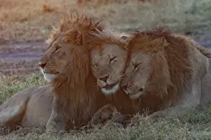 Tendresse: Afrique, Afrique de l'Est, Kenya, Reserve nationale du Masai