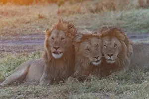 Tendresse: Afrique, Afrique de l'Est, Kenya, Reserve nationale du Masai