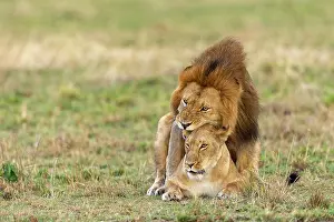 Periode: Afrique, Afrique de l'Est, Kenya, Reserve nationale du Masai