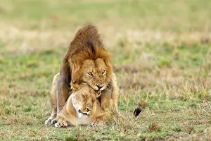 Periode: Afrique, Afrique de l'Est, Kenya, Reserve nationale du Masai