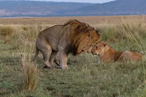 Adultes: Afrique, Afrique de l'Est, Kenya, Reserve nationale du Masai