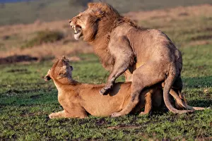 Deux: Afrique, Afrique de l'Est, Kenya, Reserve nationale du Masai