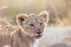 Bebes: Afrique, Afrique de l'Est, Kenya, Reserve nationale du Masai