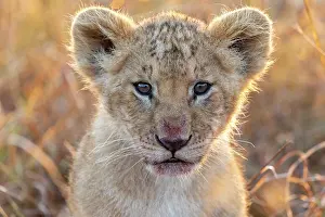 Bebes: Afrique, Afrique de l'Est, Kenya, Reserve nationale du Masai