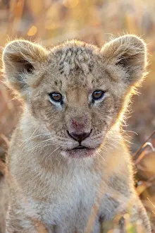 Bebes: Afrique, Afrique de l'Est, Kenya, Reserve nationale du Masai