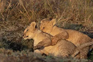 Bebes: Afrique, Afrique de l'Est, Kenya, Reserve nationale du Masai