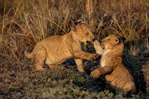 Bebes: Afrique, Afrique de l'Est, Kenya, Reserve nationale du Masai