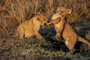 Bebes: Afrique, Afrique de l'Est, Kenya, Reserve nationale du Masai