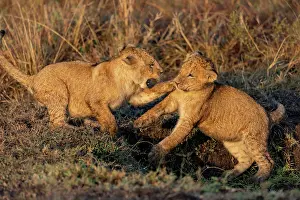 Bebes: Afrique, Afrique de l'Est, Kenya, Reserve nationale du Masai