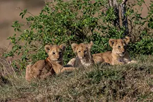Trois: Afrique, Afrique de l'Est, Kenya, Reserve nationale du Masai