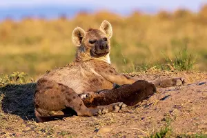 Hyene: Afrique, Afrique de l'Est, Kenya, Reserve nationale du Masai
