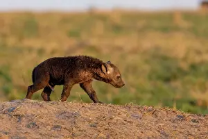 Hyene: Afrique, Afrique de l'Est, Kenya, Reserve nationale du Masai