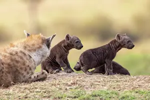 Petits: Afrique, Afrique de l'Est, Kenya, Reserve nationale du Masai