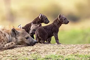 Crocuta: Afrique, Afrique de l'Est, Kenya, Reserve nationale du Masai