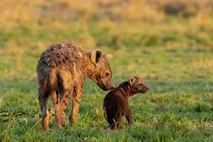 Crocuta: Afrique, Afrique de l'Est, Kenya, Reserve nationale du Masai
