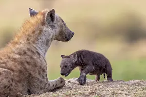 Crocuta: Afrique, Afrique de l'Est, Kenya, Reserve nationale du Masai