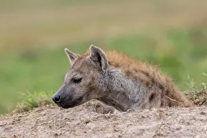 Crocuta: Afrique, Afrique de l'Est, Kenya, Reserve nationale du Masai