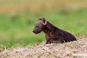 Crocuta: Afrique, Afrique de l'Est, Kenya, Reserve nationale du Masai