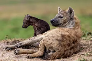 Crocuta: Afrique, Afrique de l'Est, Kenya, Reserve nationale du Masai