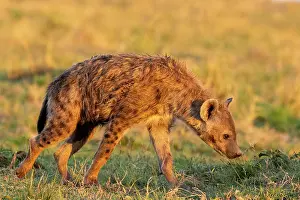Crocuta: Afrique, Afrique de l'Est, Kenya, Reserve nationale du Masai