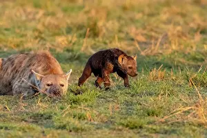 Crocuta: Afrique, Afrique de l'Est, Kenya, Reserve nationale du Masai